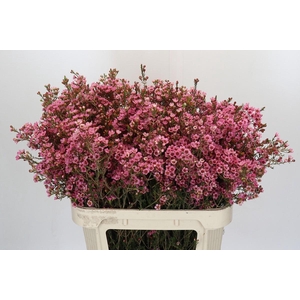 Chamelaucium Sarah's Delight