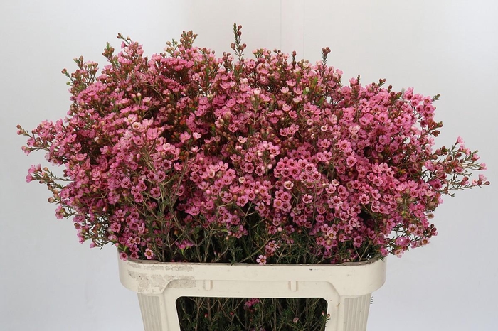 <h4>Chamelaucium Sarah's Delight</h4>