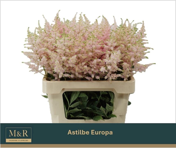 <h4>ASTIL JA EUROPA</h4>