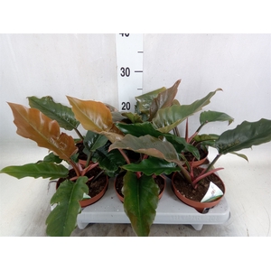 Philodendron   ...
