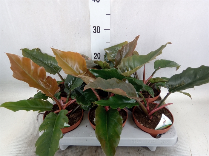 <h4>Philodendron   ...</h4>