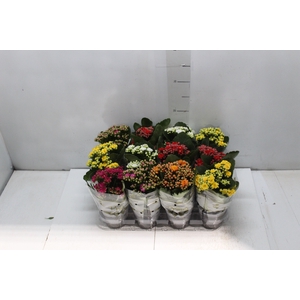 KALANCHOE DOBRADO MINI P09