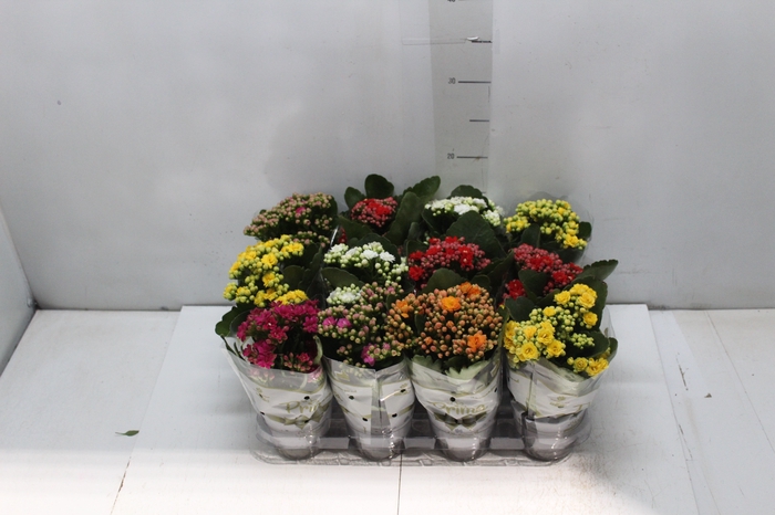 <h4>KALANCHOE DOBRADO MINI P09</h4>