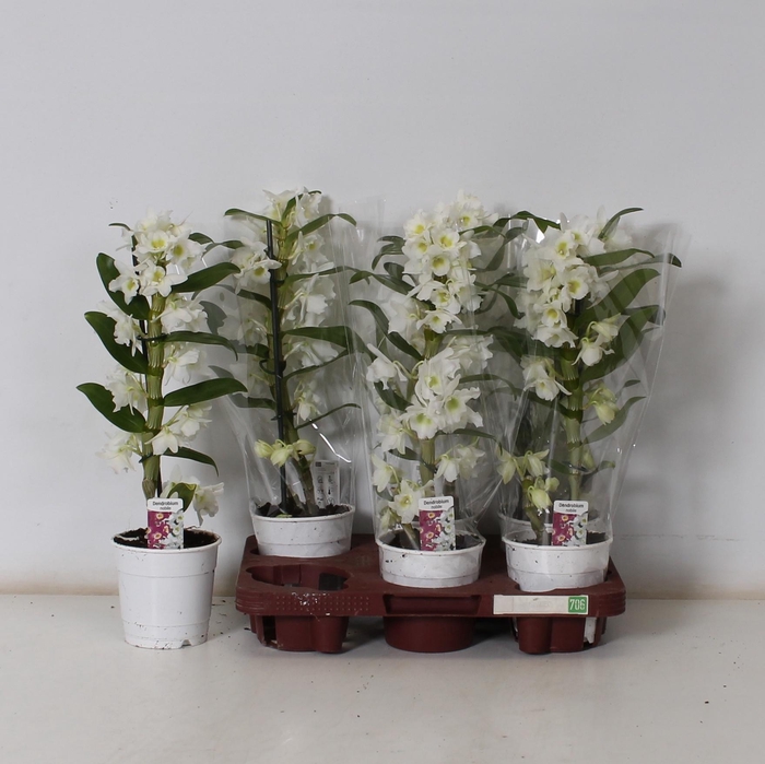 <h4>DEND NOBILE</h4>