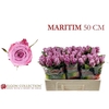 Rosa GR 'Maritim'