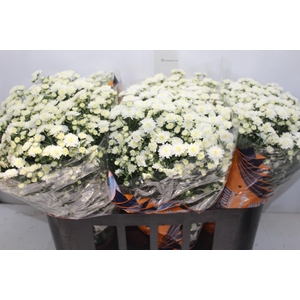 CRISANTEMO BOLA BELGA JASODA P15 BRANCO