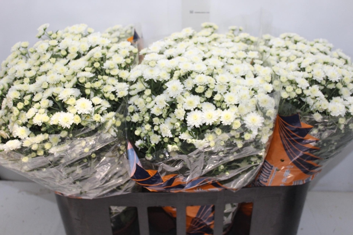 <h4>CRISANTEMO BOLA BELGA JASODA P15 BRANCO</h4>