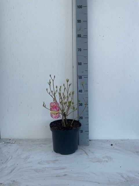 <h4>RHOD MO BERRYROSE</h4>