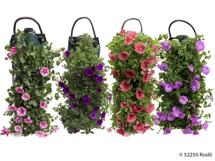 <h4>PETUNIA-HYBRID HANGZAK</h4>
