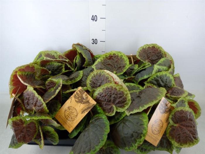 <h4>Planten   ... L%</h4>