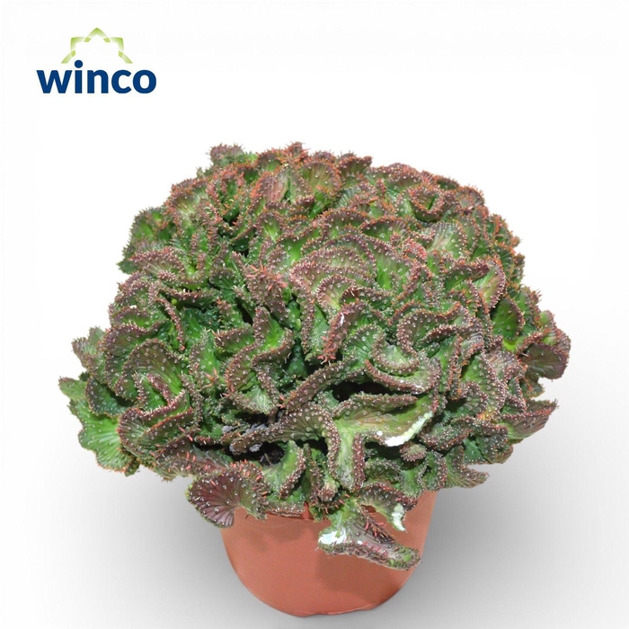 <h4>Euphorbia Cristata</h4>