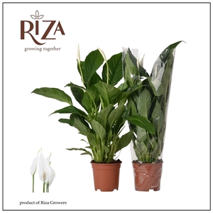 Spathiphyllum Vivaldi - 17 cm