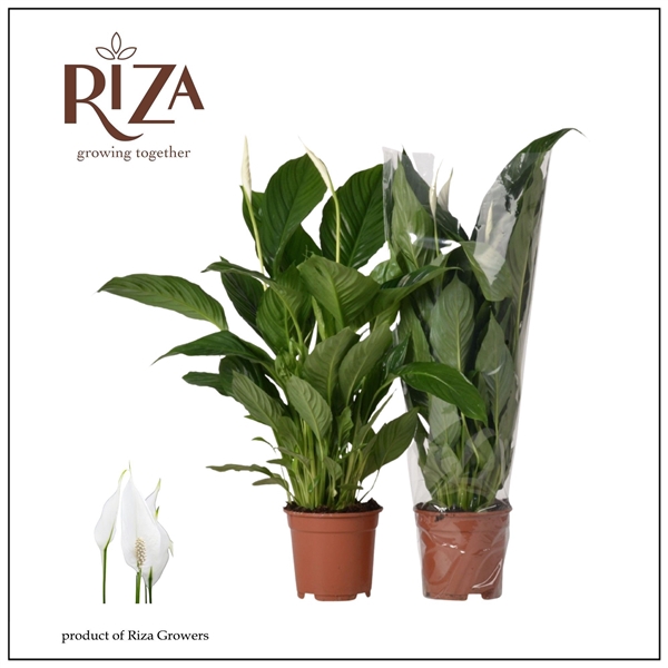 <h4>Spathiphyllum Vivaldi - 17 cm</h4>