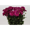 Dahlia Romantica