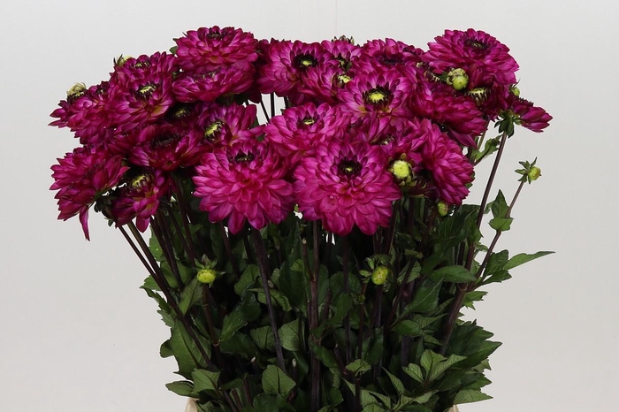 Dahlia Romantica