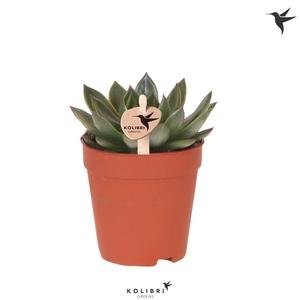Kolibri Greens Succulenten Echeveria Albali