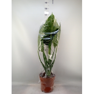 Alocasia cucullata
