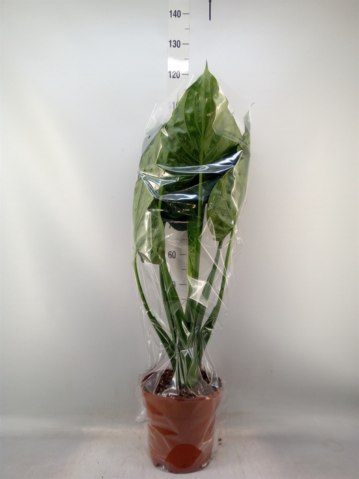<h4>Alocasia cucullata</h4>