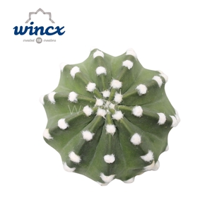 Cactus Subdenudata Cutflower Wincx-10cm