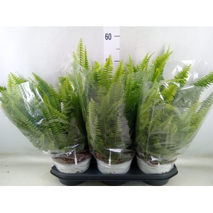 Nephrolepis exal. 'Sonata'