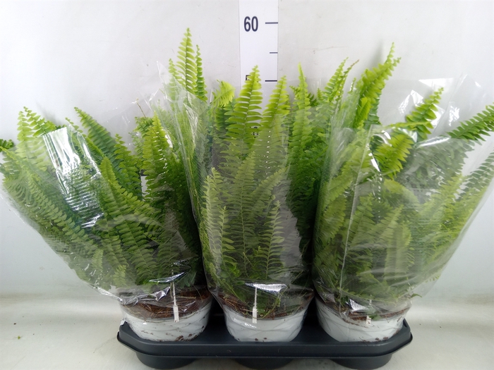 <h4>Nephrolepis exal. 'Sonata'</h4>