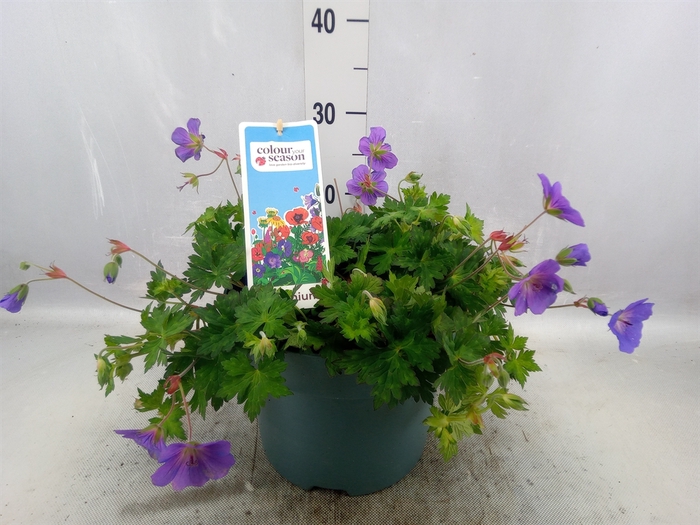 <h4>Geranium  'Bloom Me Away'</h4>