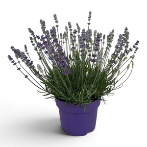 Lavandula angustifolia 'Hidcote' C3
