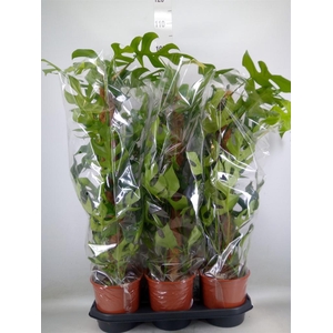 Monstera delic. 'Piccolo'