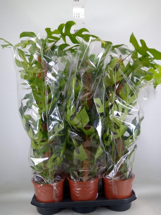 <h4>Monstera delic. 'Piccolo'</h4>