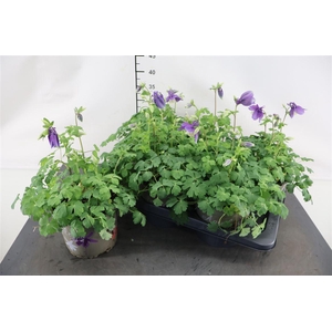 Aquilegia Caerulea 17 Cm. Pot