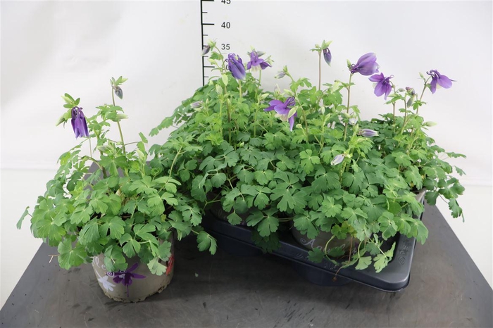 <h4>Aquilegia Caerulea 17 Cm. Pot</h4>
