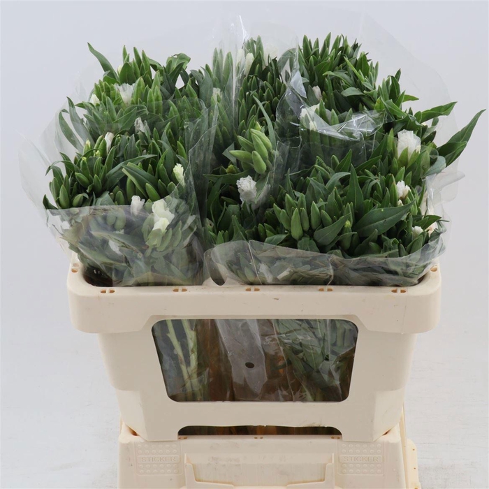 <h4>CLARKIA AM GR WHITE</h4>