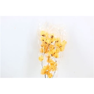 Dried Bougainvillea 55cm Salmon Bunch