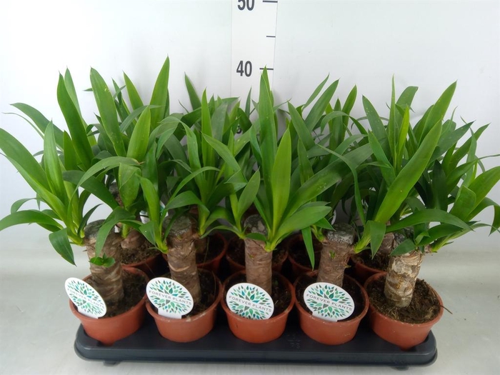 <h4>Yucca   ...</h4>