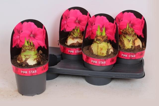 <h4>HIPP GA LAGOON</h4>