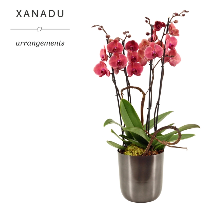 <h4>Xanadu Bangkok</h4>