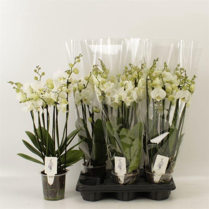 <h4>PHAL AN INVERNESS</h4>