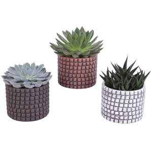 Succulenten mix Ø10,5cm in Ø12cm Ceramic Pot Stone Texture
