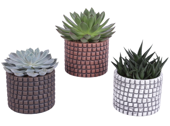 <h4>Succulenten mix Ø10,5cm in Ø12cm Ceramic Pot Stone Texture</h4>