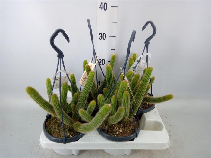 <h4>Cactus   ...</h4>