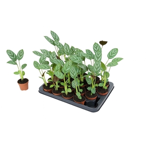 CTENANTHE GREEN FLAG