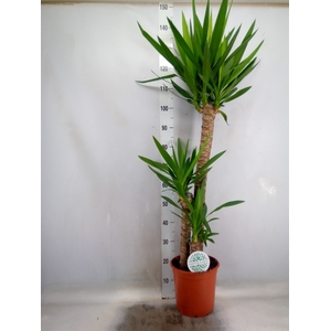 Yucca