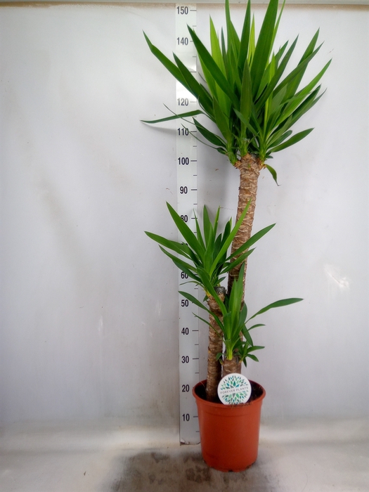 <h4>Yucca</h4>