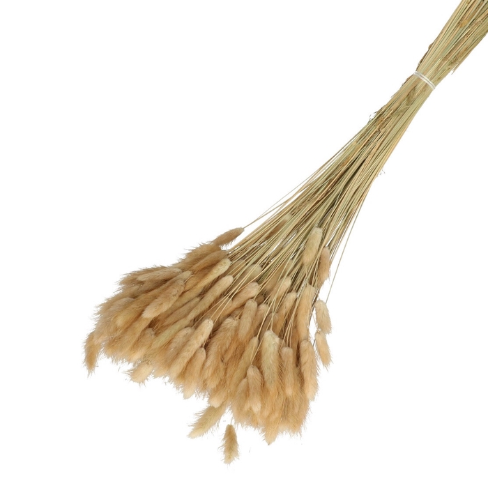 <h4>Droogbloem Lagurus 65cm 100g</h4>