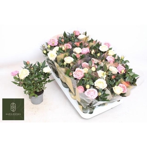 RO KOR GRANDE GEM PT