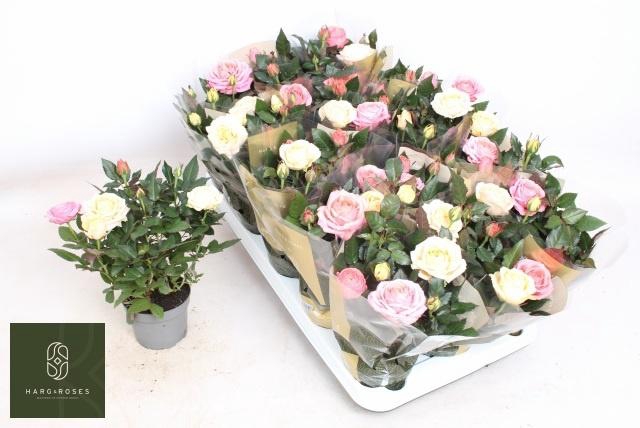 <h4>RO KOR GRANDE GEM PT</h4>