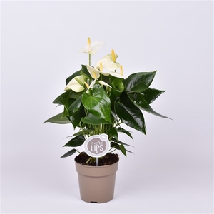 MoreLips® Anthurium Cocos