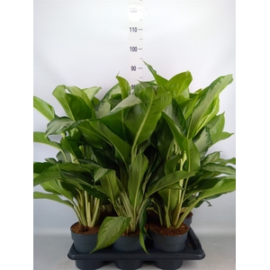 Aglaonema  'Cleopatra'