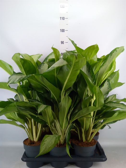 <h4>Aglaonema  'Cleopatra'</h4>