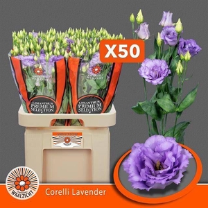 LIS G CORELLI LAVENDER
